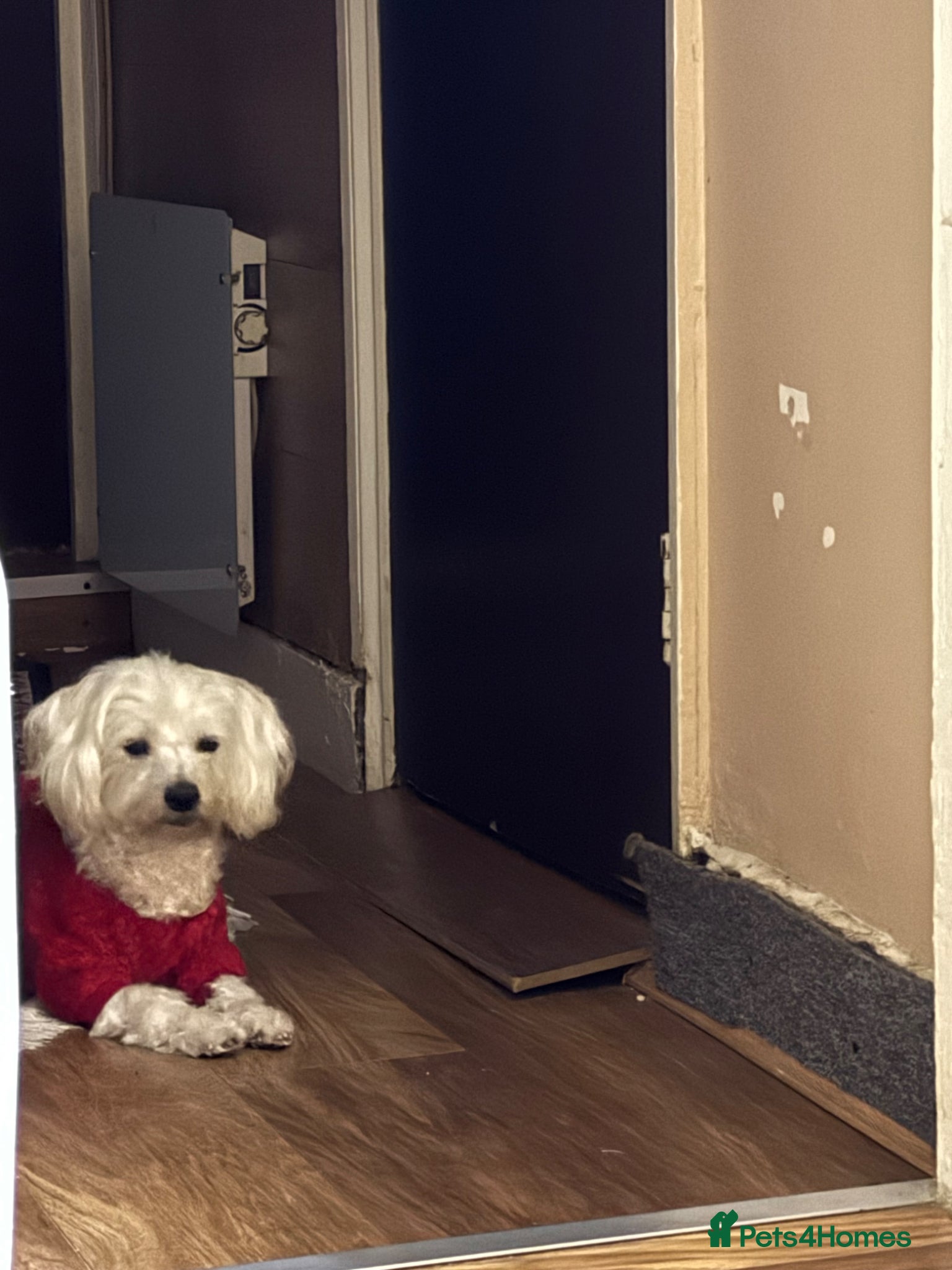 Bichon Frise dogs 2 Male Bichon Frise Puppies for Sale 🐶🩵🩵 - Advert 1