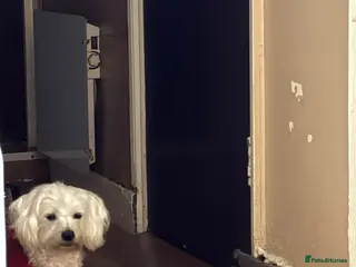 Bichon Frise dogs 2 Male Bichon Frise Puppies for Sale 🐶🩵🩵 - Advert 17