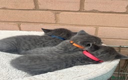 British Shorthair cats for sale: 5. british Blue Cross kittens - Image 3