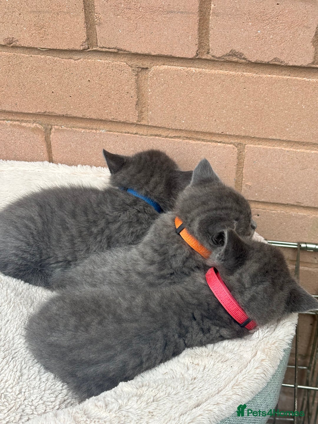British Shorthair cats for sale: 5. british Blue Cross kittens - Image 3