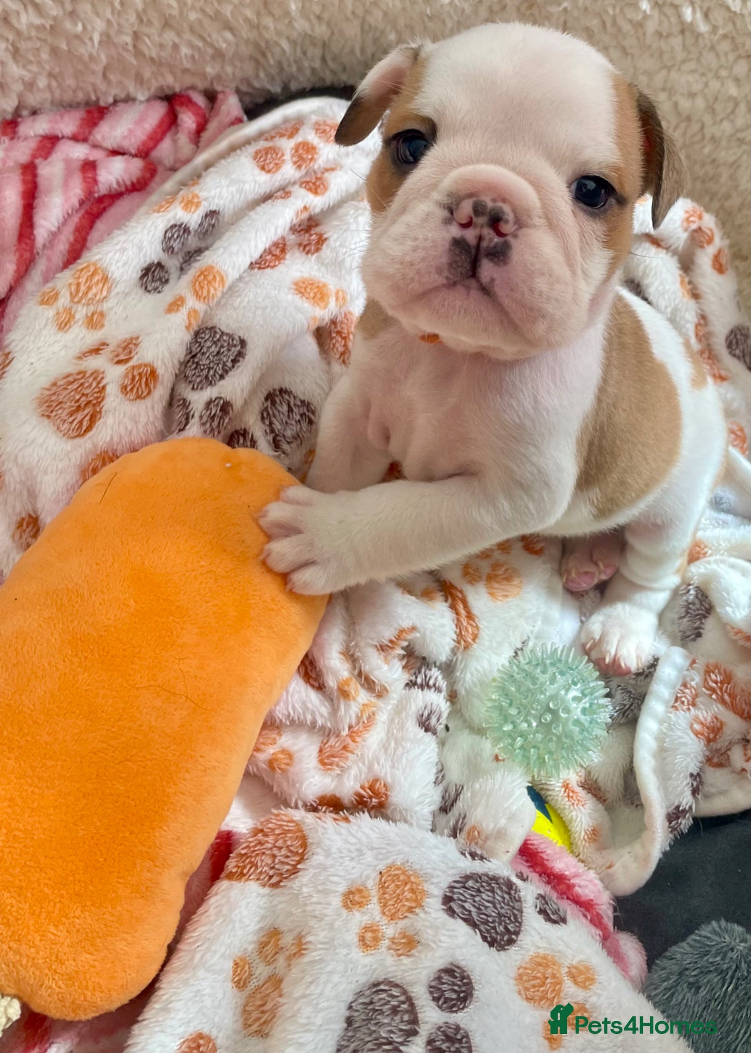 English Bulldog dogs 🐾 KC REG ENGLISH BULLDOG PUPPIES READY SOON🐾 - Advert 1