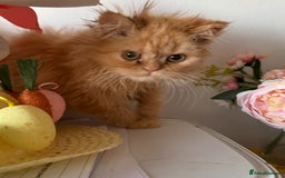 Persian cats for sale: Persian  gorgeous kitten(1 girl) in London - Image 2