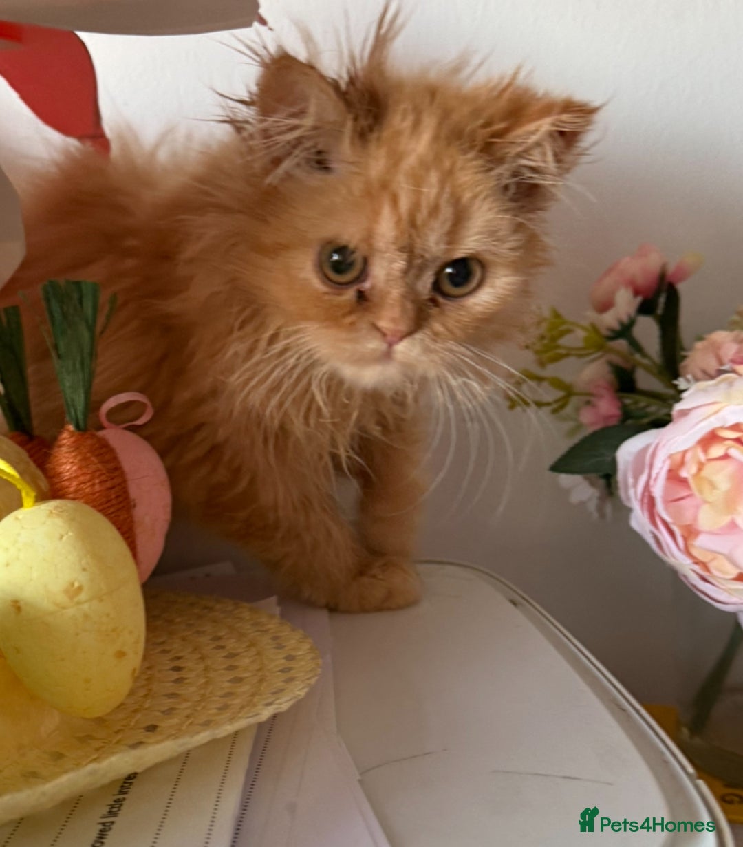 Persian cats for sale: Persian  gorgeous kitten(1 girl) in London - Image 2