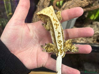 Bearded Dragon reptiles CB22 Male Lily White Crestie - Advert 8