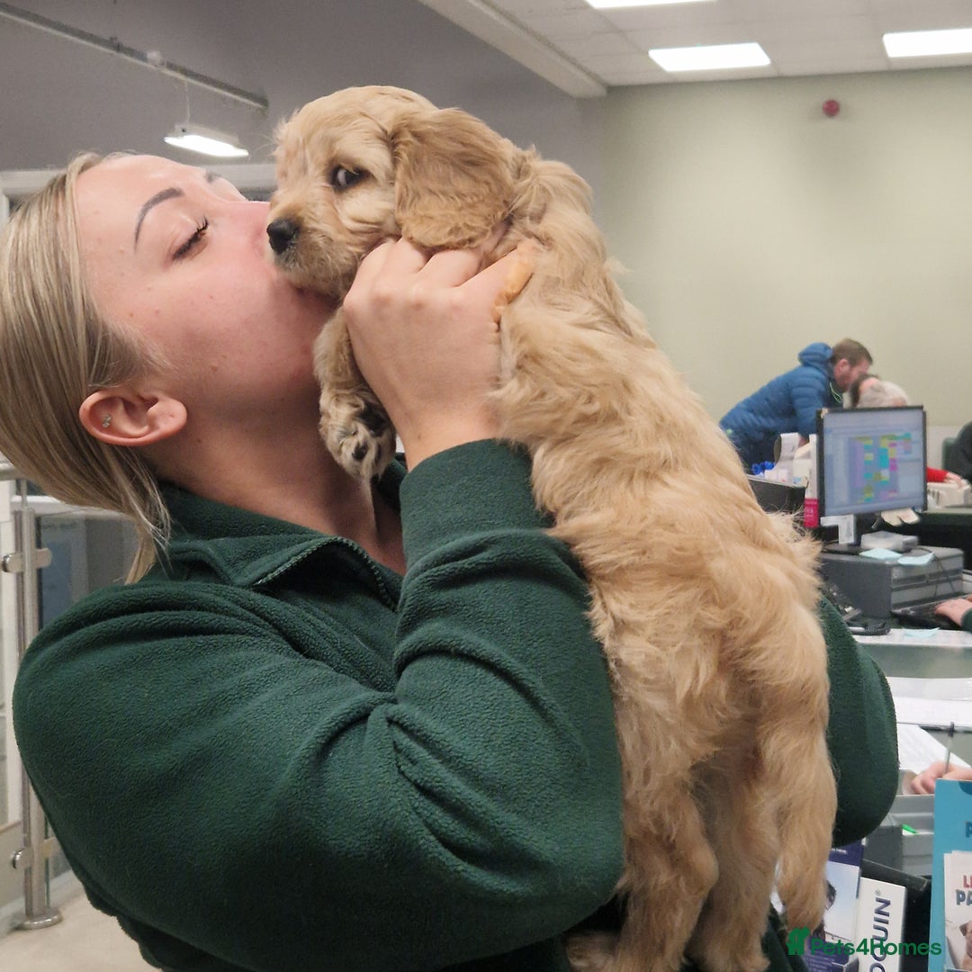 Cavapoochon dogs for sale: Cavapoochon boy  - Advert 3