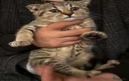British Shorthair cats for sale: British short hair  - Image 6