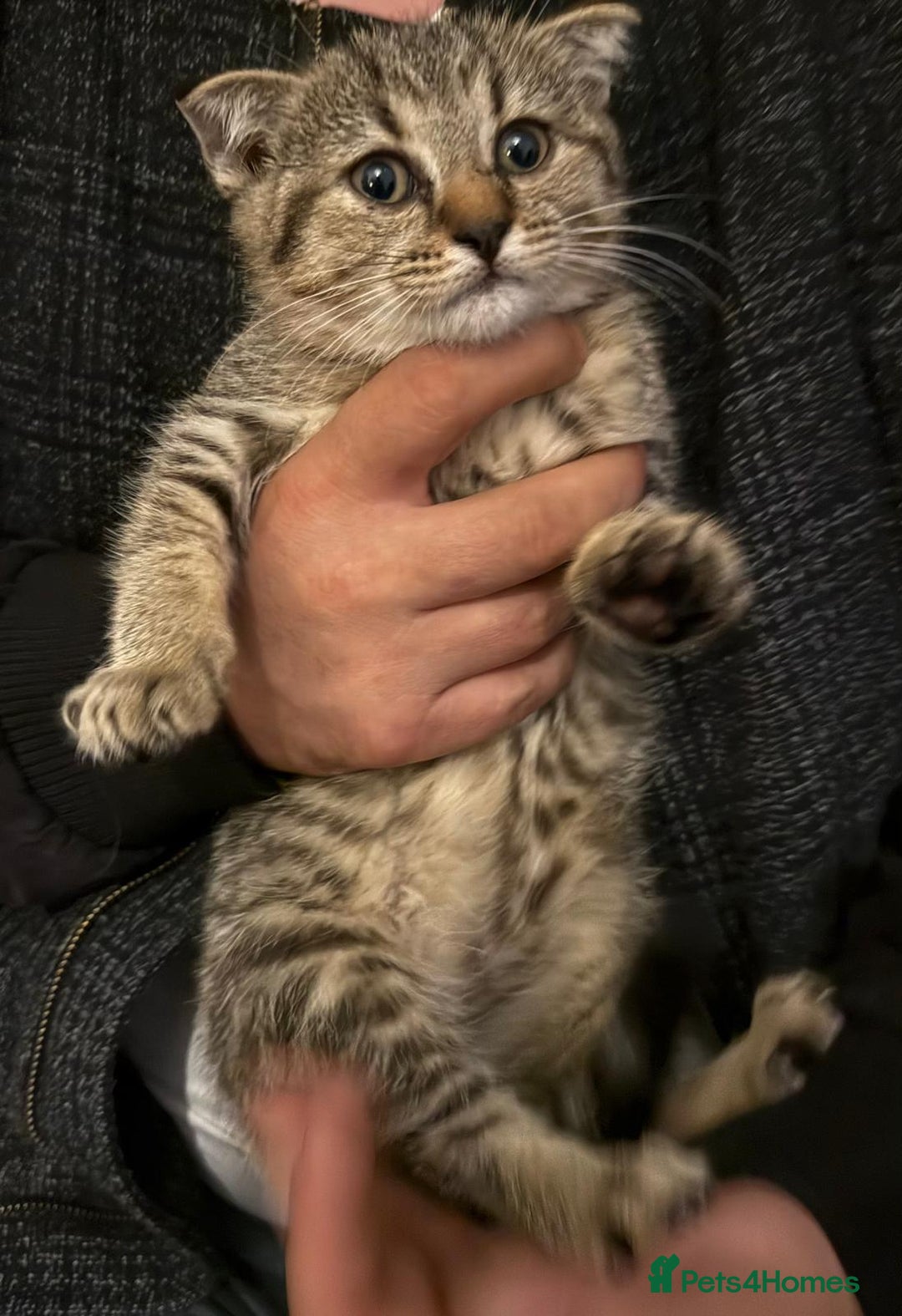 British Shorthair cats for sale: British short hair  - Image 6