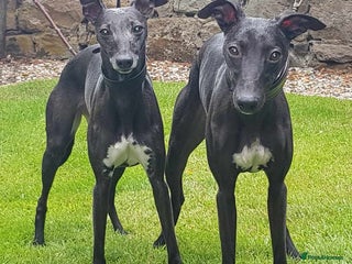 Whippet dogs Sporting bred whippet puppies - Advert 1