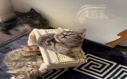 British Shorthair cats for sale: Kitten  - Image 15