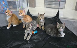 Mixed Breed cats for sale: Adorable Tabby Kittens 🐾 - Image 2