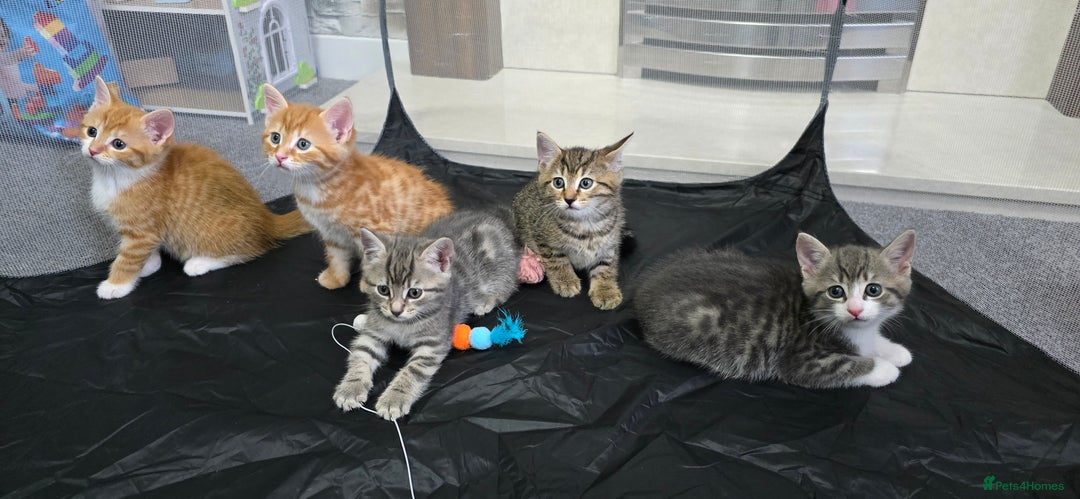 Mixed Breed cats for sale: Adorable Tabby Kittens 🐾 - Image 2