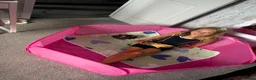 Guinea Pig rodents for sale: 2 gorgeous brothers 14 weeks  in Newton Abbot - Advert 7