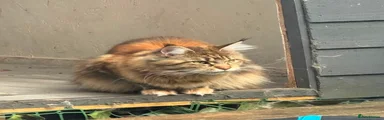 Maine Coon 2