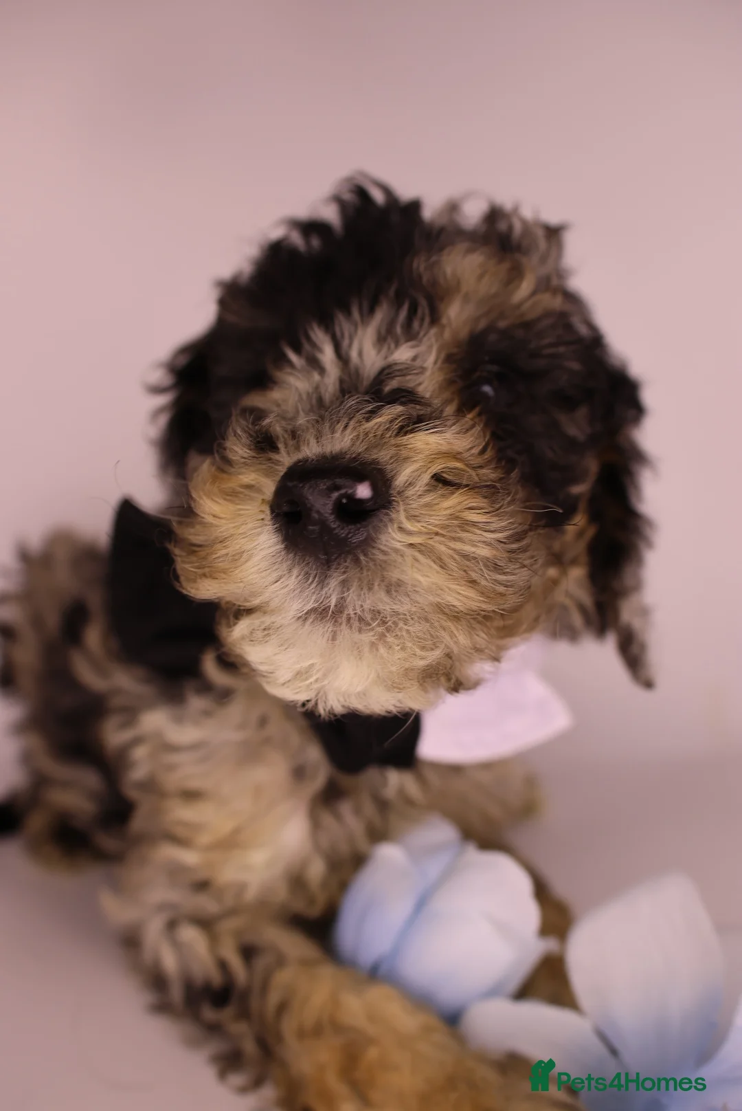 Cockapoo dogs for sale: Cute Miniature Cockapoo Babies - Advert 29