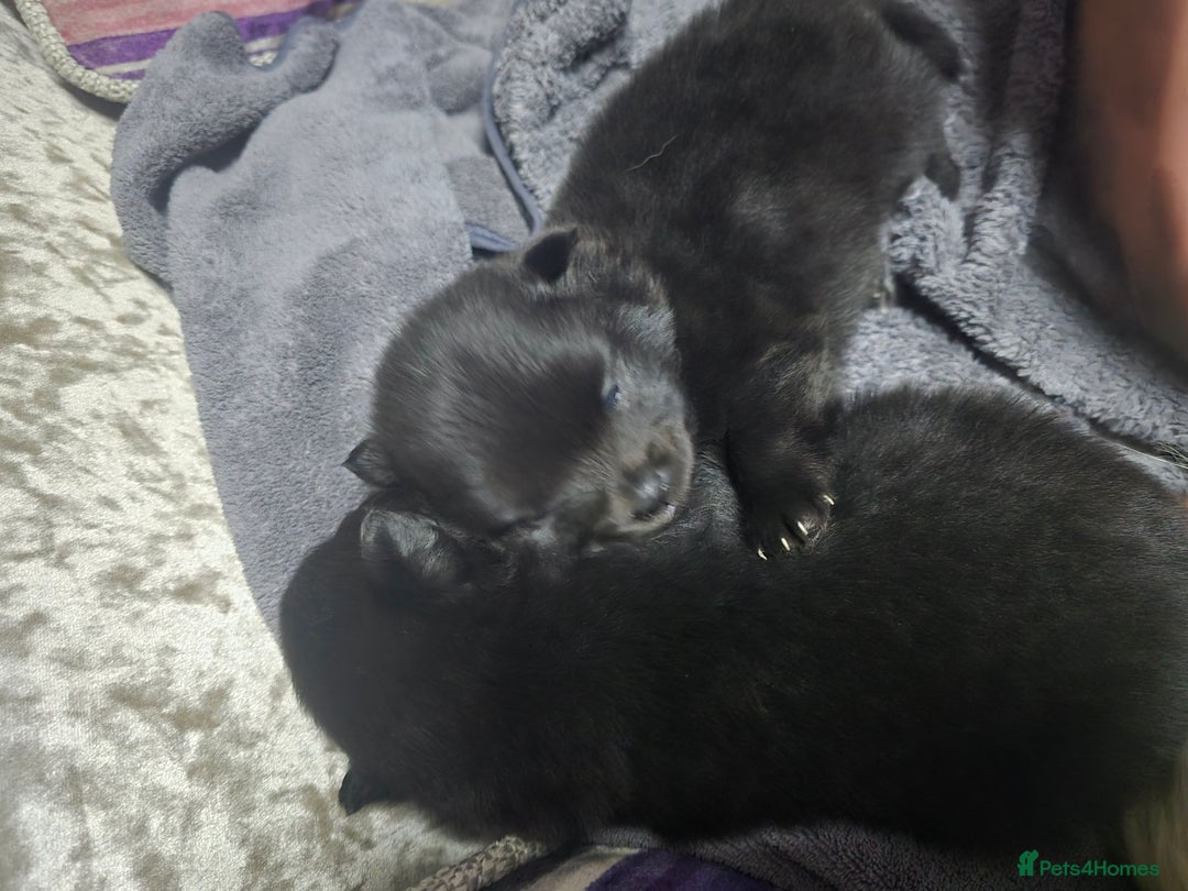 Pomchi dogs for sale: Pomchi - Image 6