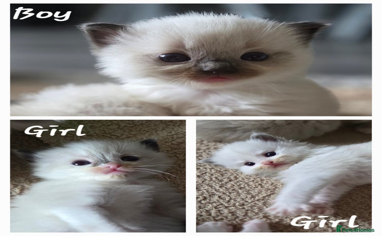 Ragdoll cats - Advert 15