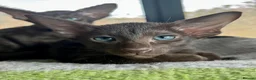 Havana Brown cats for sale: Exclusive Pedigree Havana Brown Kittens GCCF reg - Advert 6