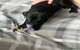 Mixed Breed dogs for sale: Cane corso X Dalmatian - Corsomatian  - Image 10