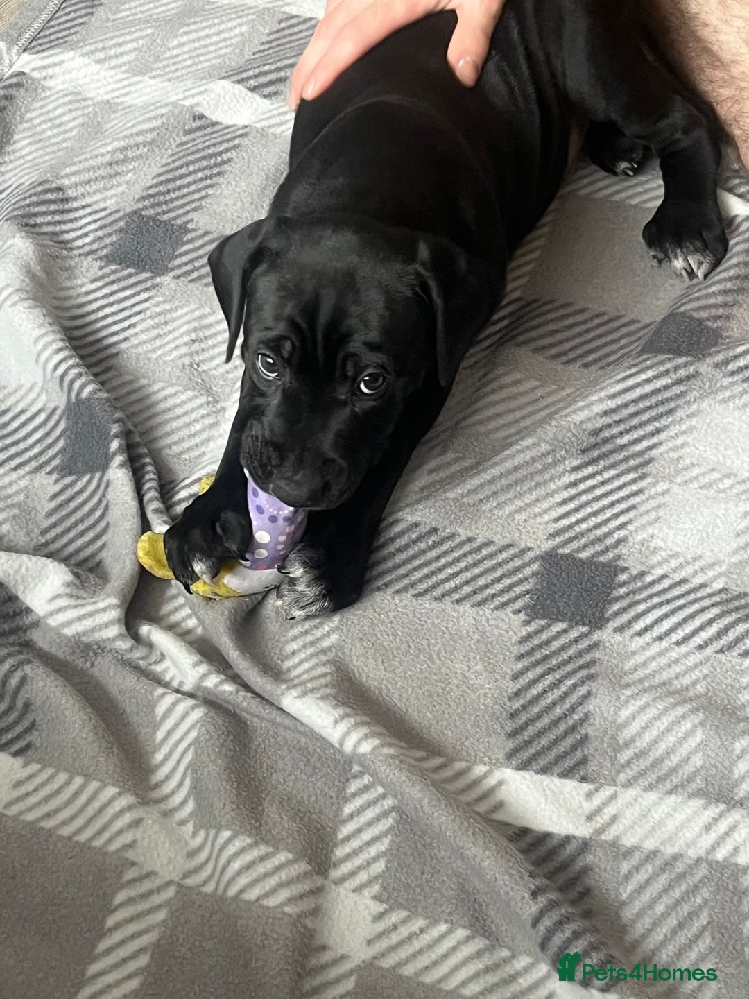 Mixed Breed dogs for sale: Cane corso X Dalmatian - Corsomatian  - Image 10