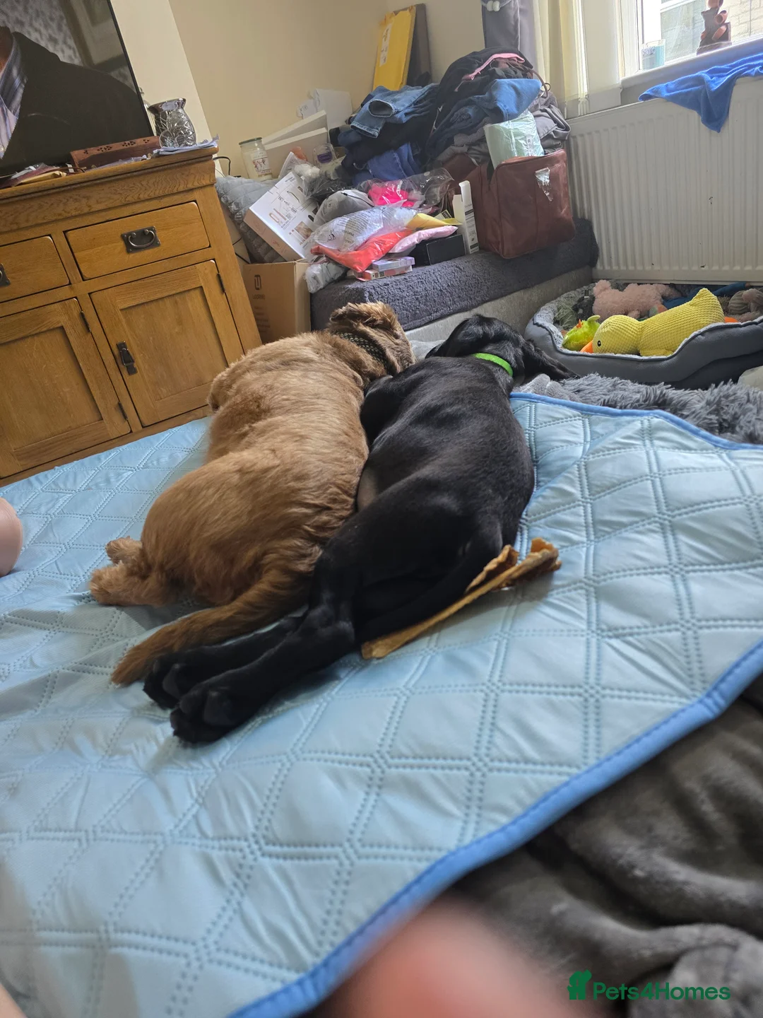 Cockerdor dogs for sale: Cockerdor 10 weeks old F1 - Advert 2