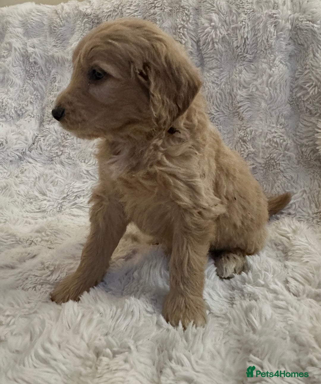 Goldendoodle dogs for sale: Beautiful golden doodles  - Advert 20
