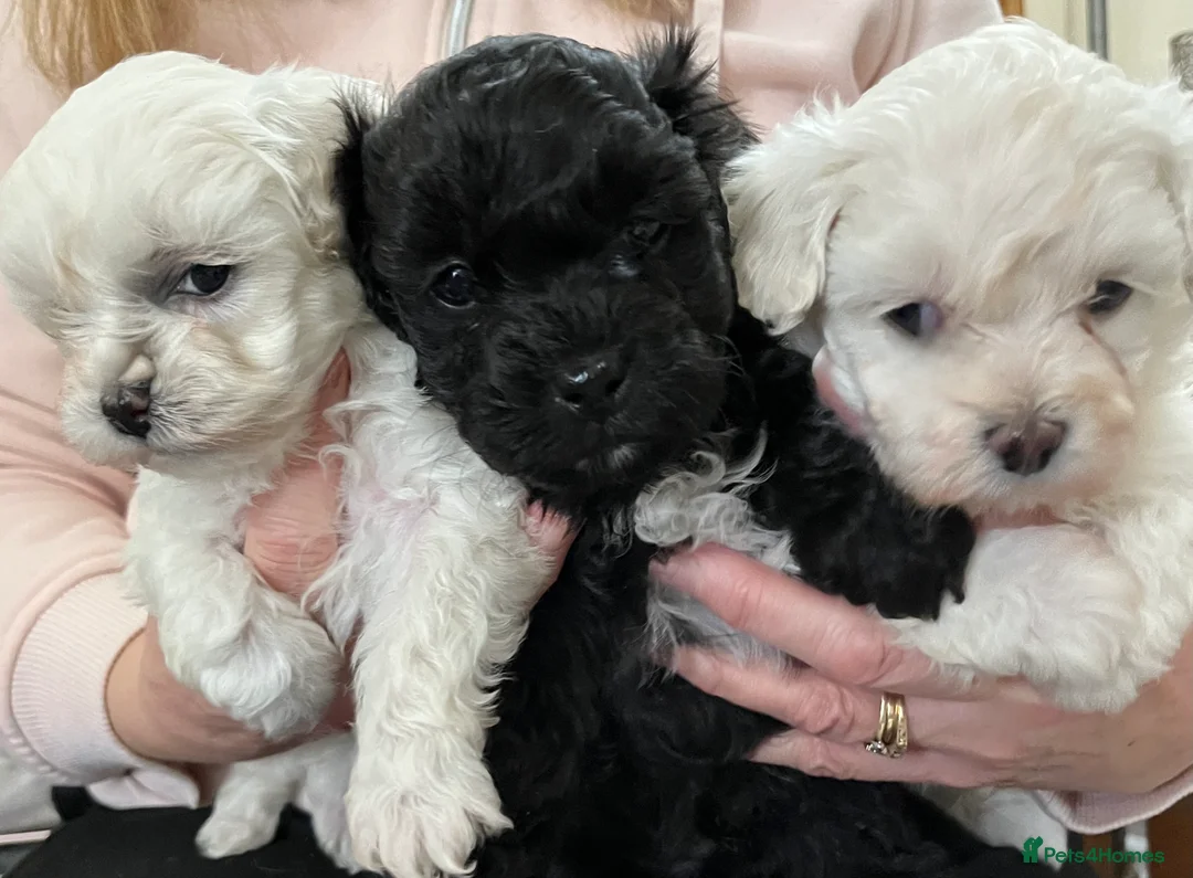 Maltipoo dogs for sale: 🐾Maltipoo Puppies🐾 in Abingdon - Advert 4