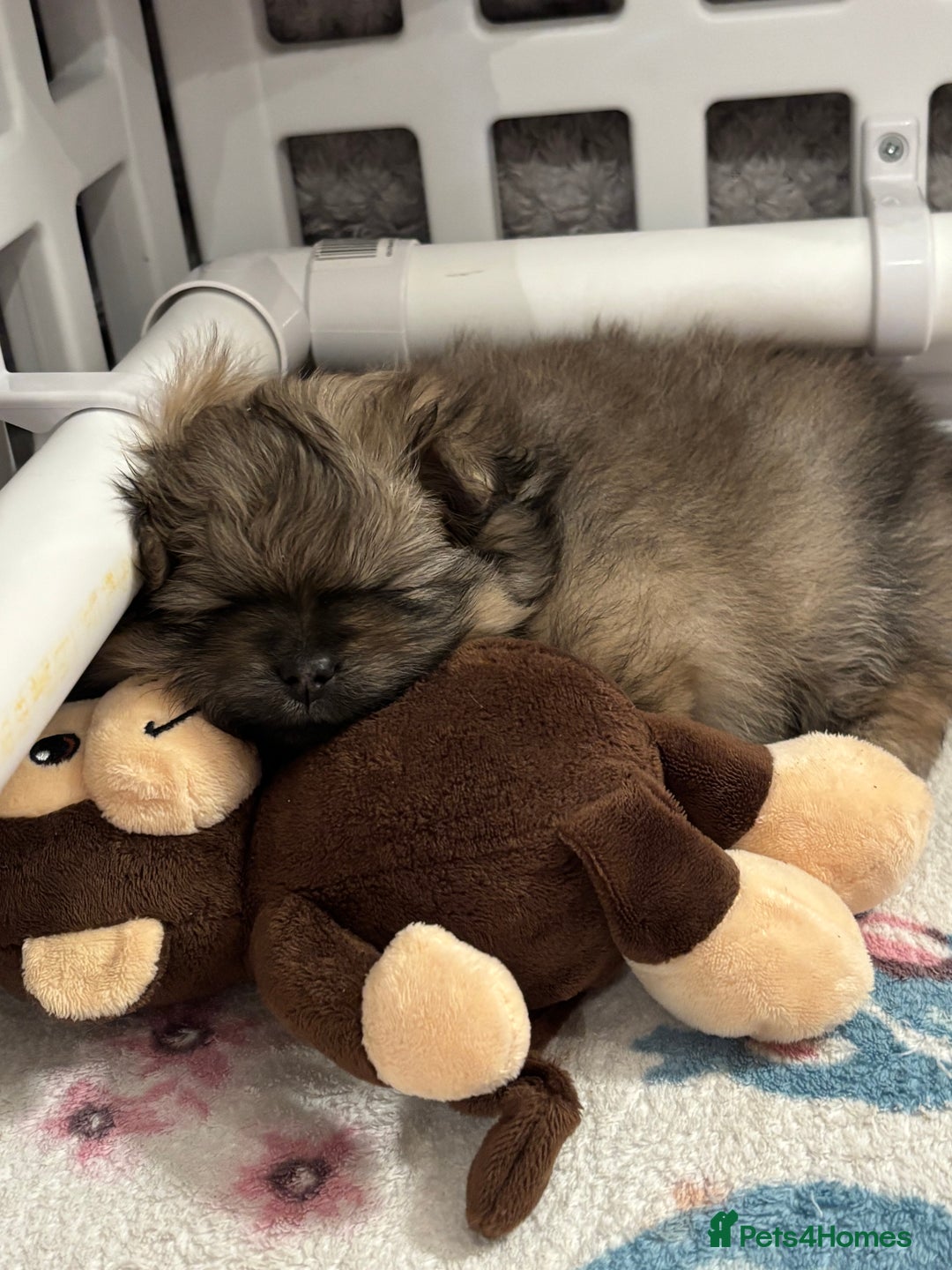 Pomeranian dogs for sale: Pomeranian girl puppies - Advert 7