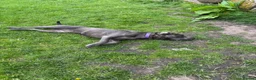 Cane Corso dogs for sale: Cane corso female  - Advert 2