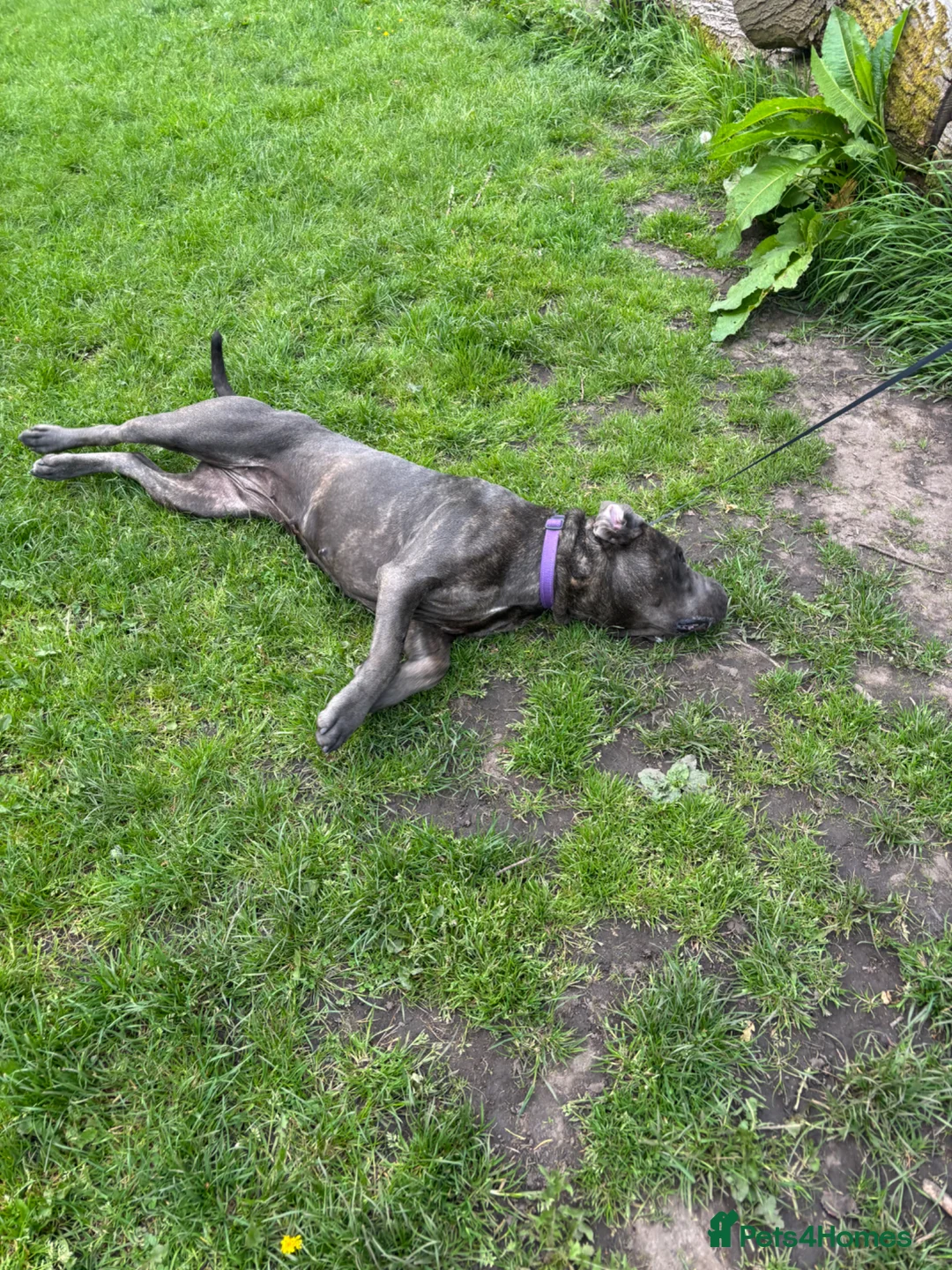 Cane Corso dogs for sale: Cane corso female  - Advert 2