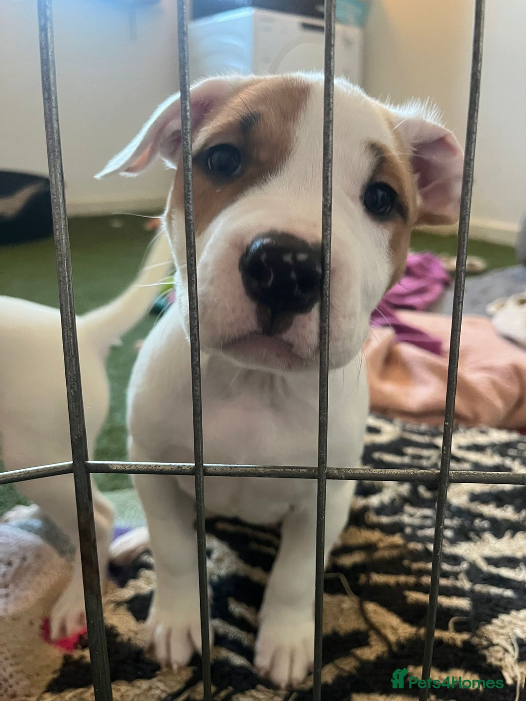 Mixed Breed dogs for sale: American bulldog  - Advert 10