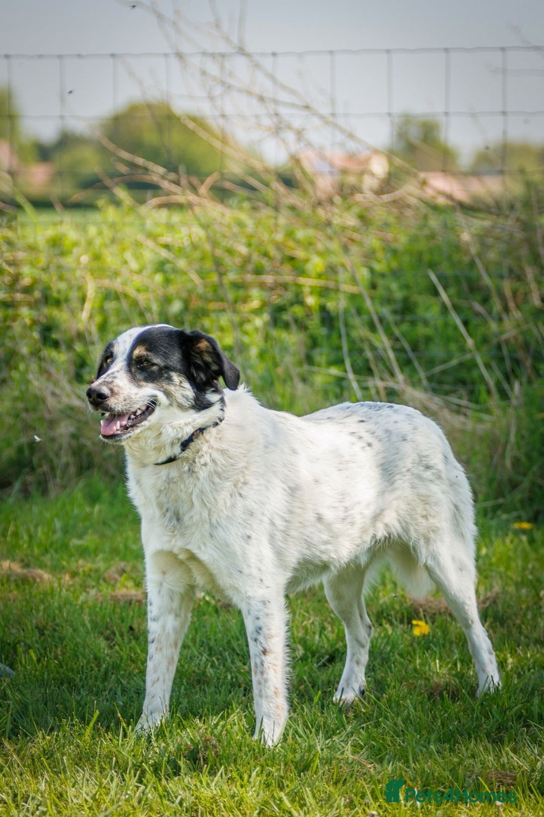 Mixed Breed dogs for adoption: OREO – in FOSTER in UK - Advert 4
