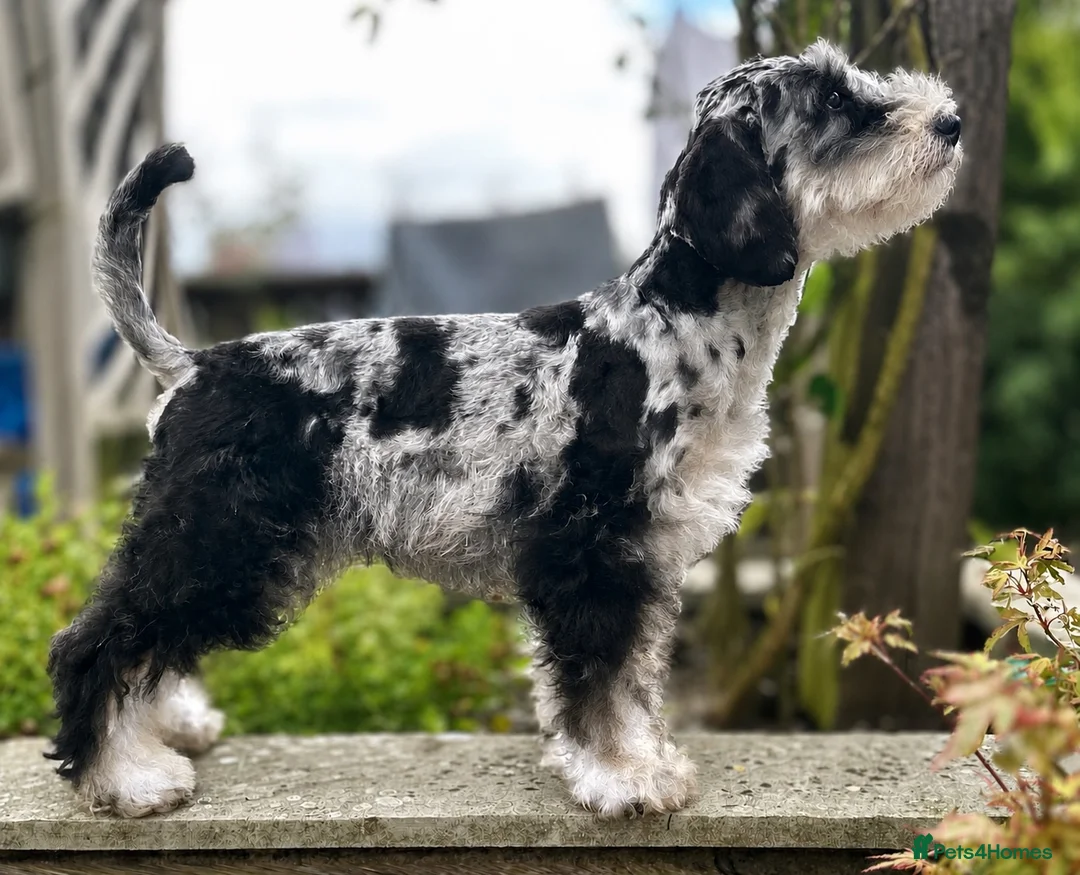 Miniature Schnauzer dogs for sale: Two Exceptional Merle Boy Pups - Advert 2