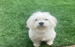 Maltese dogs for stud:  Maltese Dog Available For Stud  in West Bromwich - Image 2