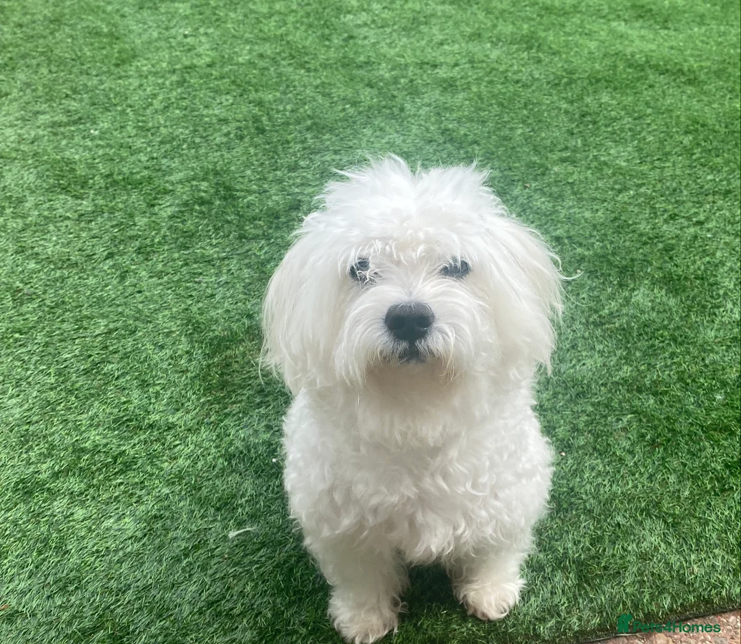 Maltese dogs for stud:  Maltese Dog Available For Stud  in West Bromwich - Advert 2