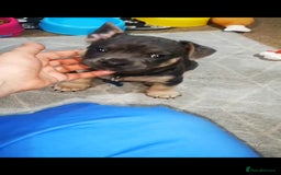 Mixed Breed dogs for sale: French Bulldog and Chihuahua Cross - Image 13