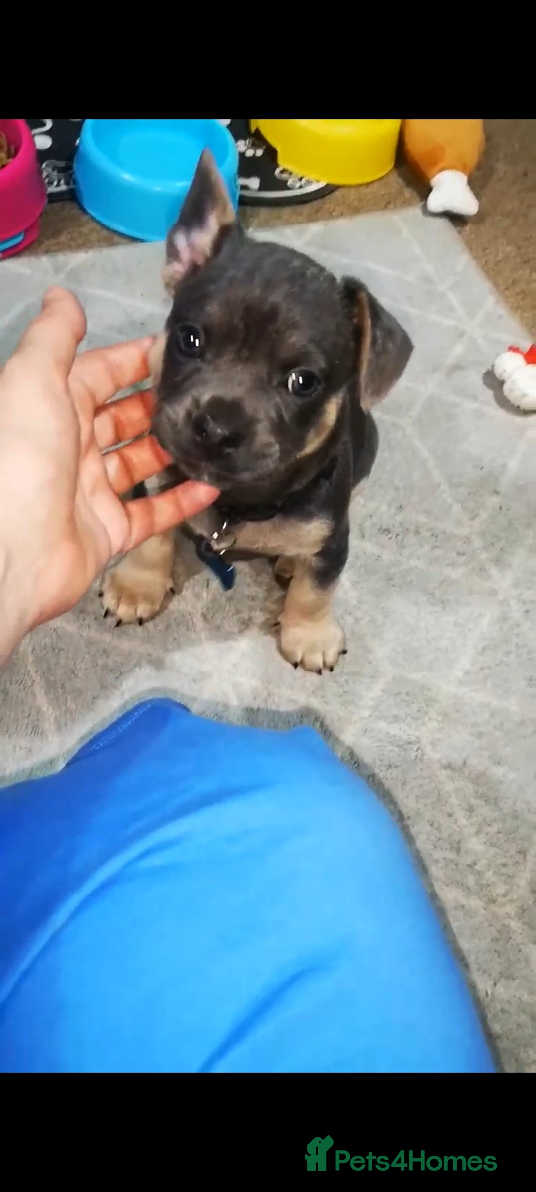 Mixed Breed dogs for sale: French Bulldog and Chihuahua Cross - Image 13