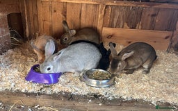 Rex rabbits for sale: Mini Rex and mini Rex cross - Image 6