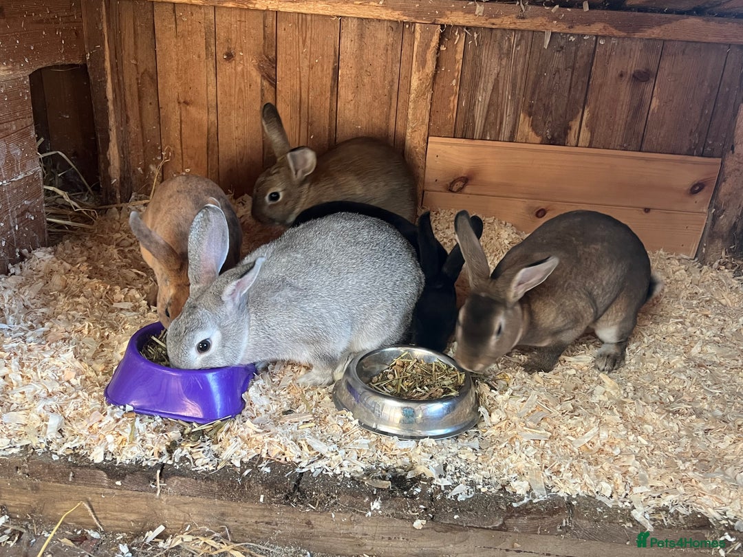 Rex rabbits for sale: Mini Rex and mini Rex cross - Image 6