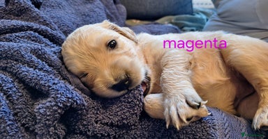 Golden Retriever dogs - Advert 1