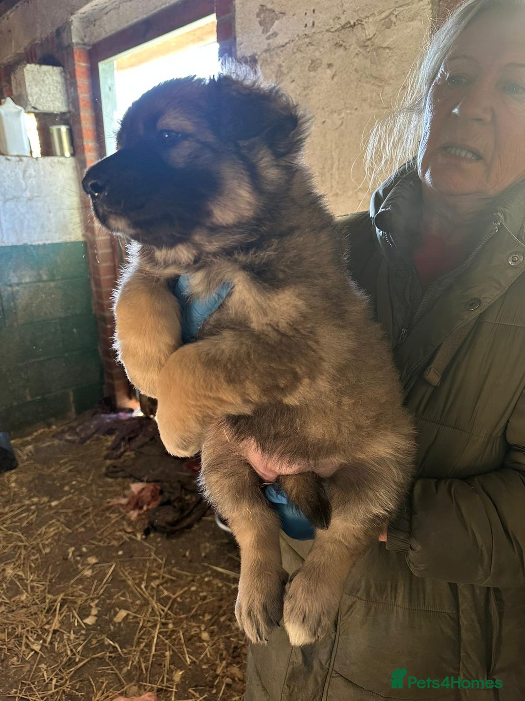 German Shepherd dogs for sale: German Shepard puppies - Advert 11