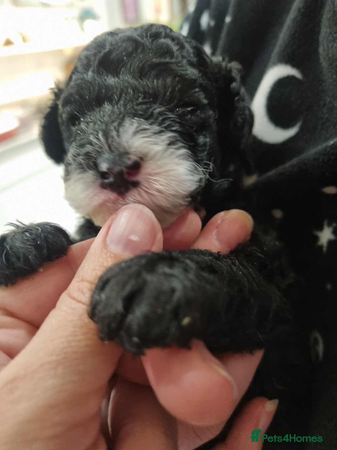 Toy Poodle dogs for sale: Toy poodle puppy - Advert 11