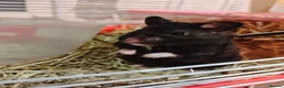 Hamster rodents for sale: Syrian hamster  - Advert 1