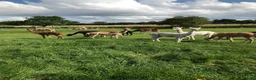Alpaca livestock for sale: 3 female alpacas for sale - Advert 1