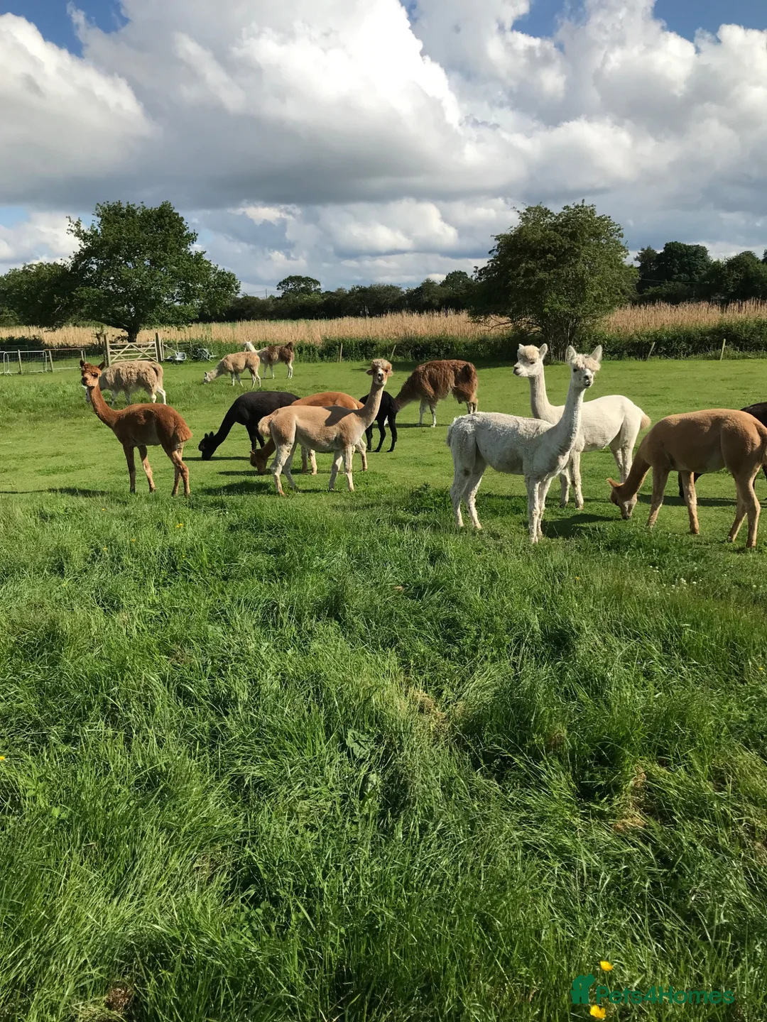 Alpaca livestock for sale: 3 female alpacas for sale - Advert 1