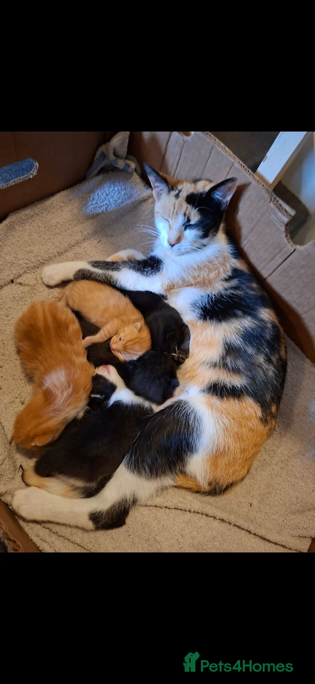 Mixed Breed cats for sale: 3 kittens left!  - Advert 2