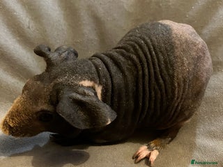 Guinea Pig rodents Well handled skinny pigs. - Advert 17