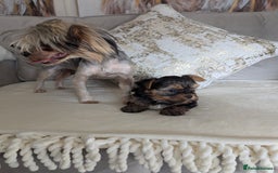 Yorkshire Terrier dogs for sale: Wonderful Yorkshire terrier puppies  - Image 10