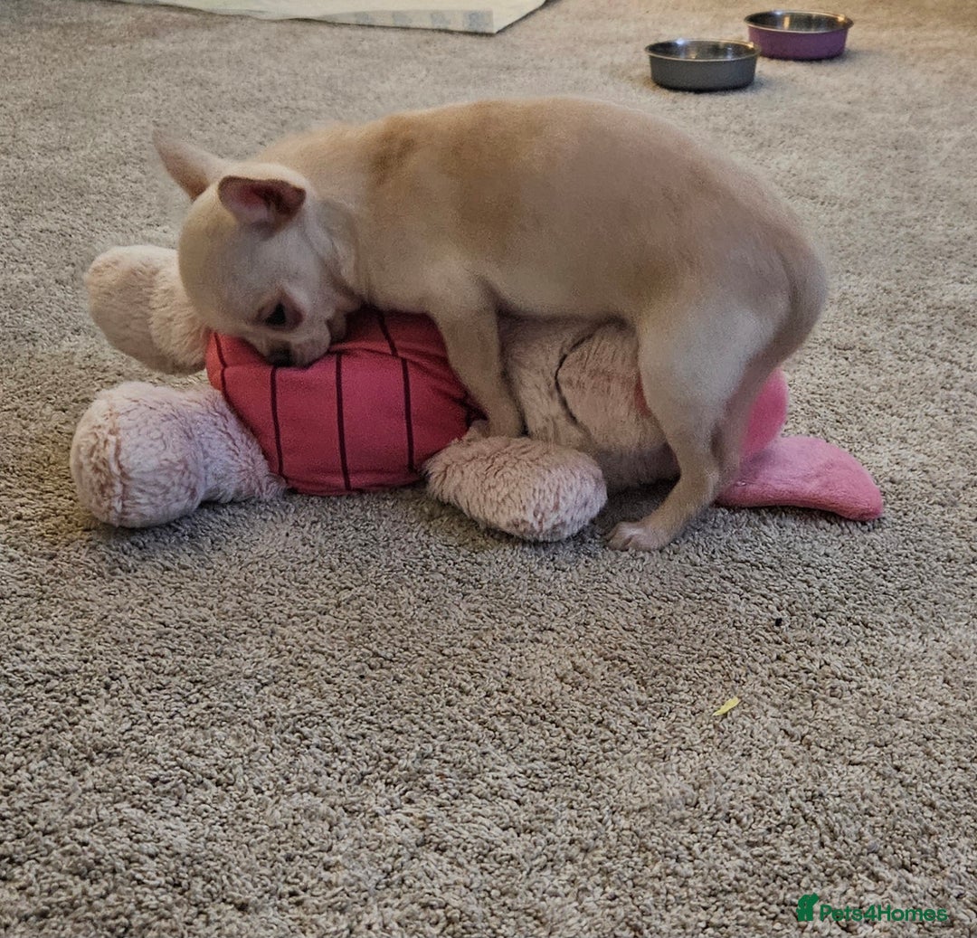 Chihuahua dogs for sale: Teeny Chihuahua Pup   - Advert 6