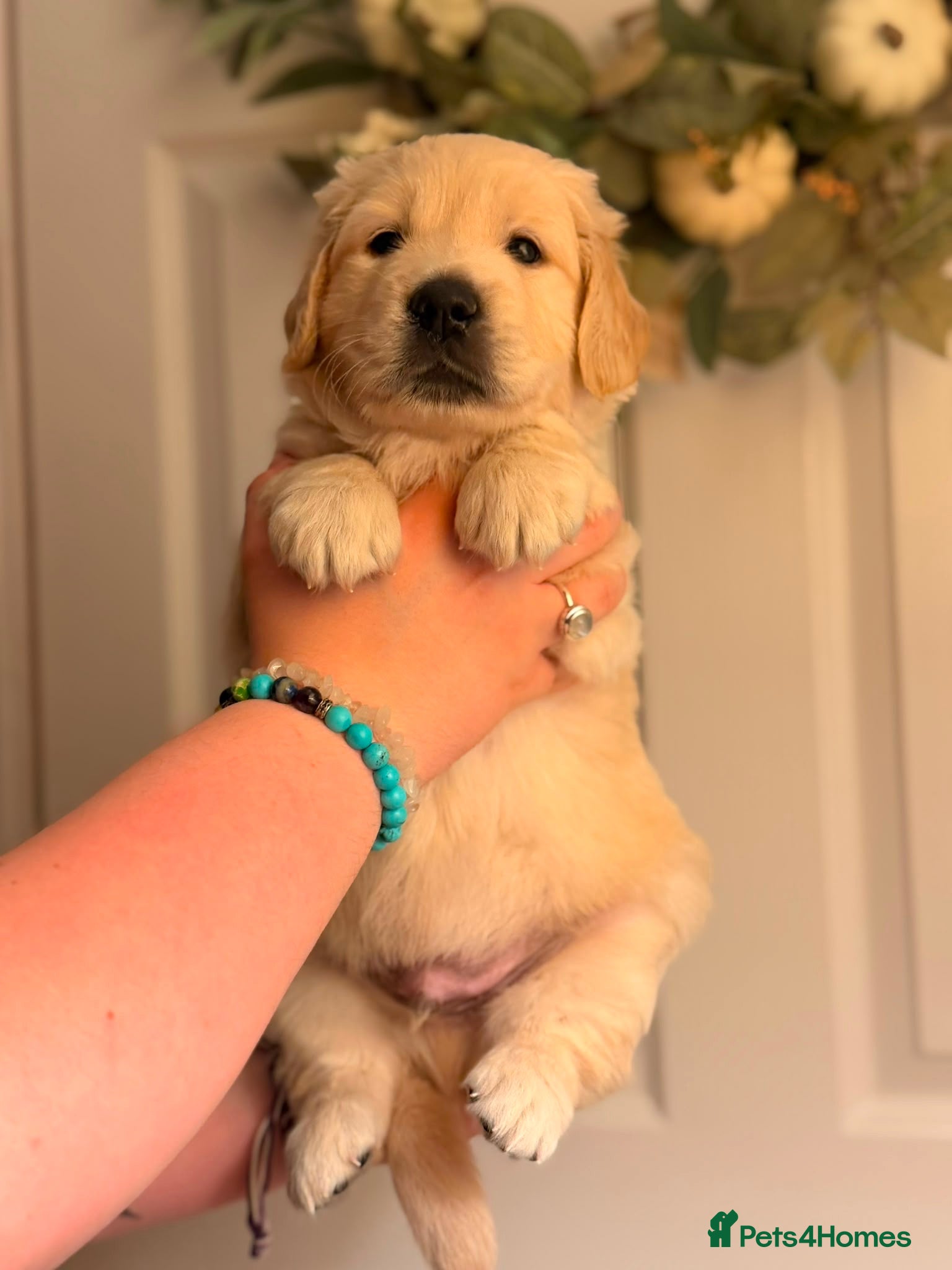Golden Retriever dogs GOLDEN RETRIEVER PUPPIES - Advert 15
