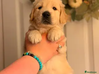 Golden Retriever dogs GOLDEN RETRIEVER PUPPIES - Advert 15
